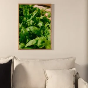 Poster Basil aus hochwertigem Papier
